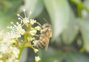 新手養(yǎng)蜂如何過冬（養(yǎng)蜂冬季應(yīng)該注意什么）