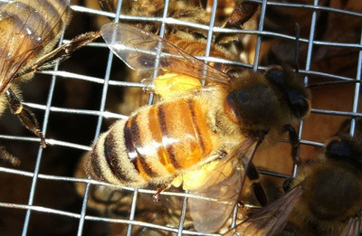 阿壩中蜂秋天幾月斷子（秋末蜂群斷子的時(shí)間）