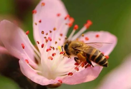 家庭養(yǎng)蜂技術(shù)新手入門(mén)(家庭養(yǎng)蜂需要什么條件) 家庭養(yǎng)蜂技術(shù)新手入門(mén)(家庭養(yǎng)蜂需要什么條件)