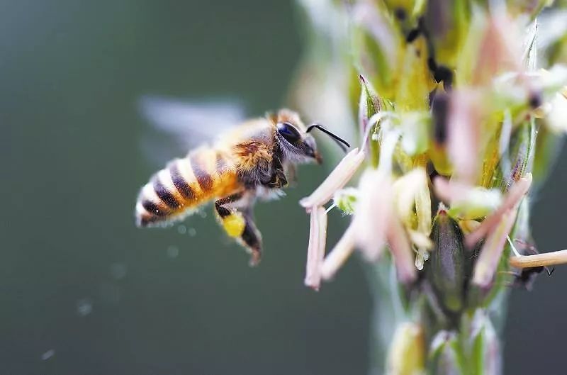 家庭養(yǎng)蜂技術(shù)新手入門(mén)(家庭養(yǎng)蜂需要什么條件) 家庭養(yǎng)蜂技術(shù)新手入門(mén)(家庭養(yǎng)蜂需要什么條件)