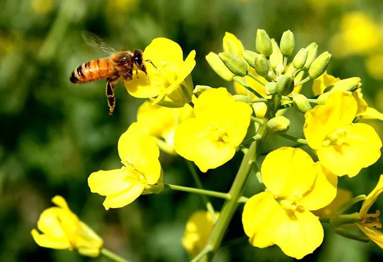 家庭養(yǎng)蜂技術(shù)新手入門(mén)(家庭養(yǎng)蜂需要什么條件) 家庭養(yǎng)蜂技術(shù)新手入門(mén)(家庭養(yǎng)蜂需要什么條件)