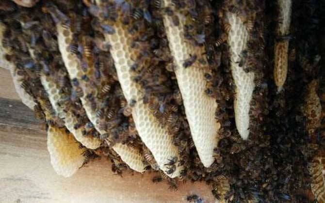 蜜蜂弱群如何發展為強群？