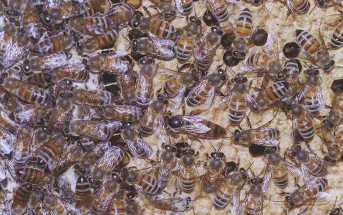 喀爾巴阡蜂和松丹一號哪個好(喀爾巴阡蜂和松丹一號的對比) 喀爾巴阡蜂和松丹一號哪個好(喀爾巴阡蜂和松丹一號的對比)