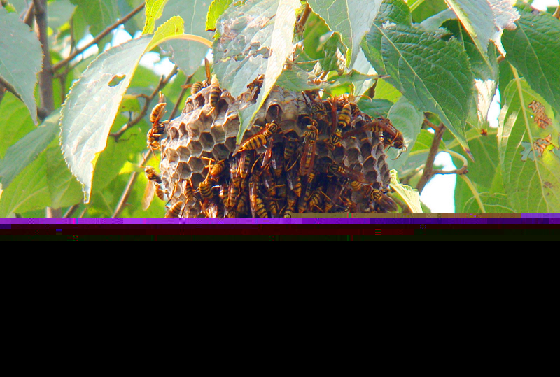 養(yǎng)100窩馬蜂一年利潤(rùn)多少?賺多少錢? 養(yǎng)100窩馬蜂一年利潤(rùn)多少?賺多少錢?