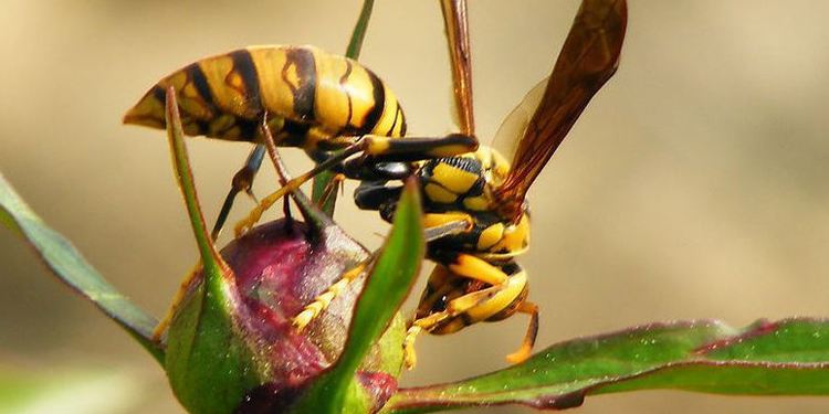 養(yǎng)100窩馬蜂一年利潤(rùn)多少?賺多少錢? 養(yǎng)100窩馬蜂一年利潤(rùn)多少?賺多少錢?