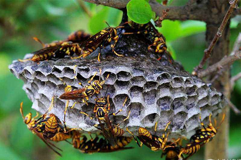 養(yǎng)100窩馬蜂一年利潤(rùn)多少?賺多少錢? 養(yǎng)100窩馬蜂一年利潤(rùn)多少?賺多少錢?