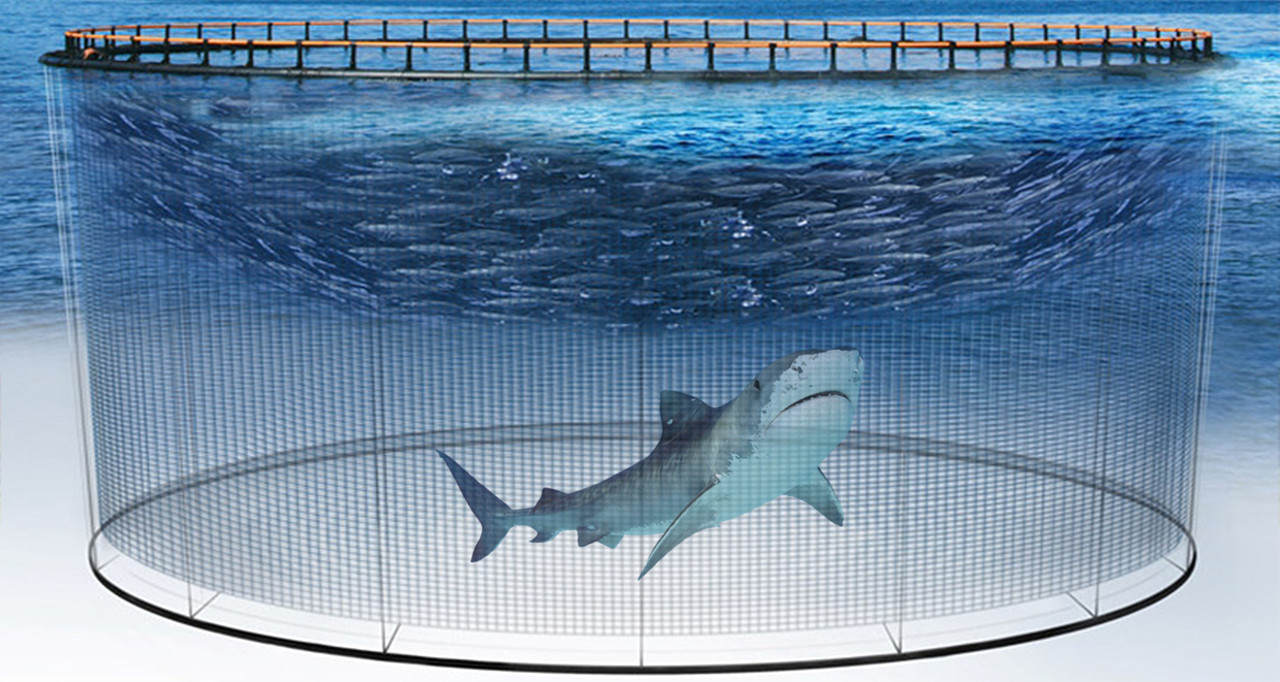 全球每年銷售魚翅140萬噸，殺死1億條鯊魚，為何不能人工飼養？