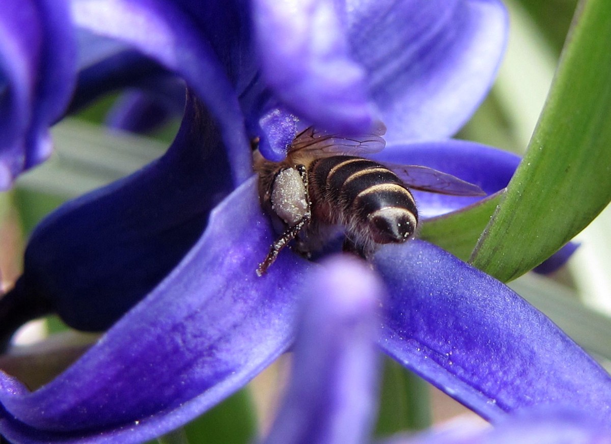 城市可以養蜂嗎（城市養蜂違法嗎）