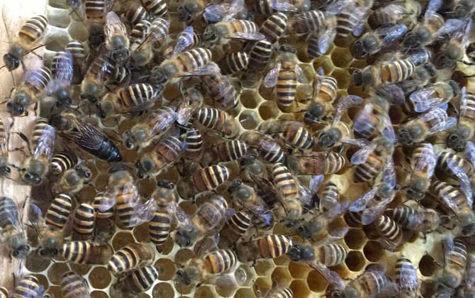 農村土蜜蜂的市場價是多少(農村土蜜蜂多少錢一箱) 農村土蜜蜂的市場價是多少(農村土蜜蜂多少錢一箱)