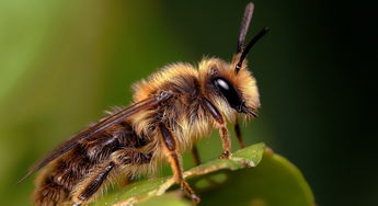 人工養(yǎng)殖和野生的蜜蜂有啥區(qū)別（野生蜜蜂與家養(yǎng)蜜蜂的本質(zhì)區(qū)別是什么）