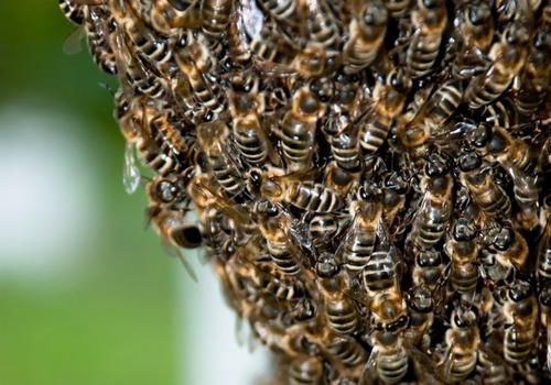 購買蜂群該在幾月份(什么時候買蜂群最合適) 購買蜂群該在幾月份(什么時候買蜂群最合適)