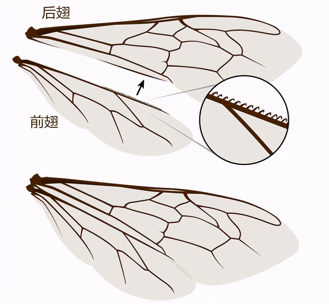 蜜蜂有幾對翅膀？(蜜蜂是怎么飛上天的)