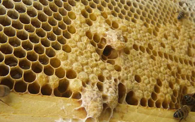 如何估算蜂群群勢？