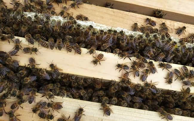 如何估算蜂群群勢？