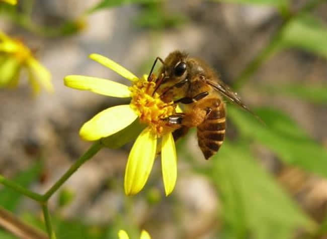 意大利蜂有哪些缺點(diǎn)？
