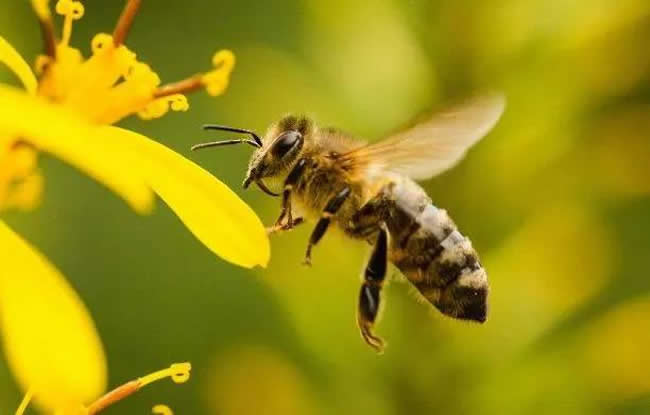 意大利蜂有哪些缺點(diǎn)？