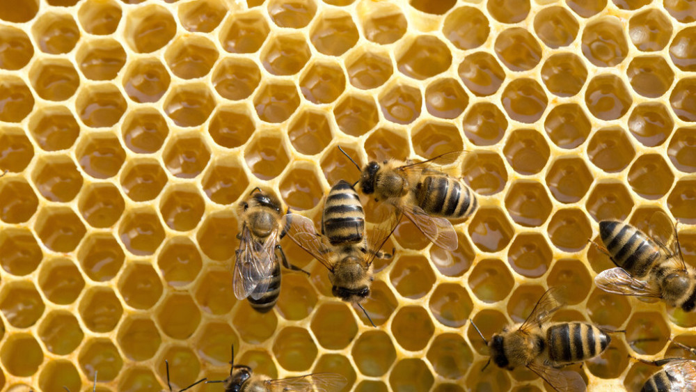 巢礎和巢脾有什么區別（巢脾間距多大合適）