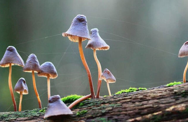 野生蘑菇要慎食，民間流傳下來(lái)的“辨別經(jīng)驗(yàn)”并不靠譜