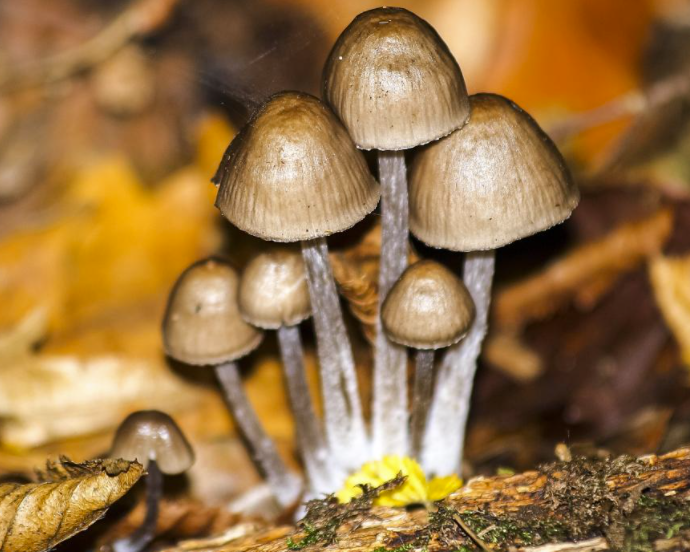 野生蘑菇要慎食，民間流傳下來(lái)的“辨別經(jīng)驗(yàn)”并不靠譜