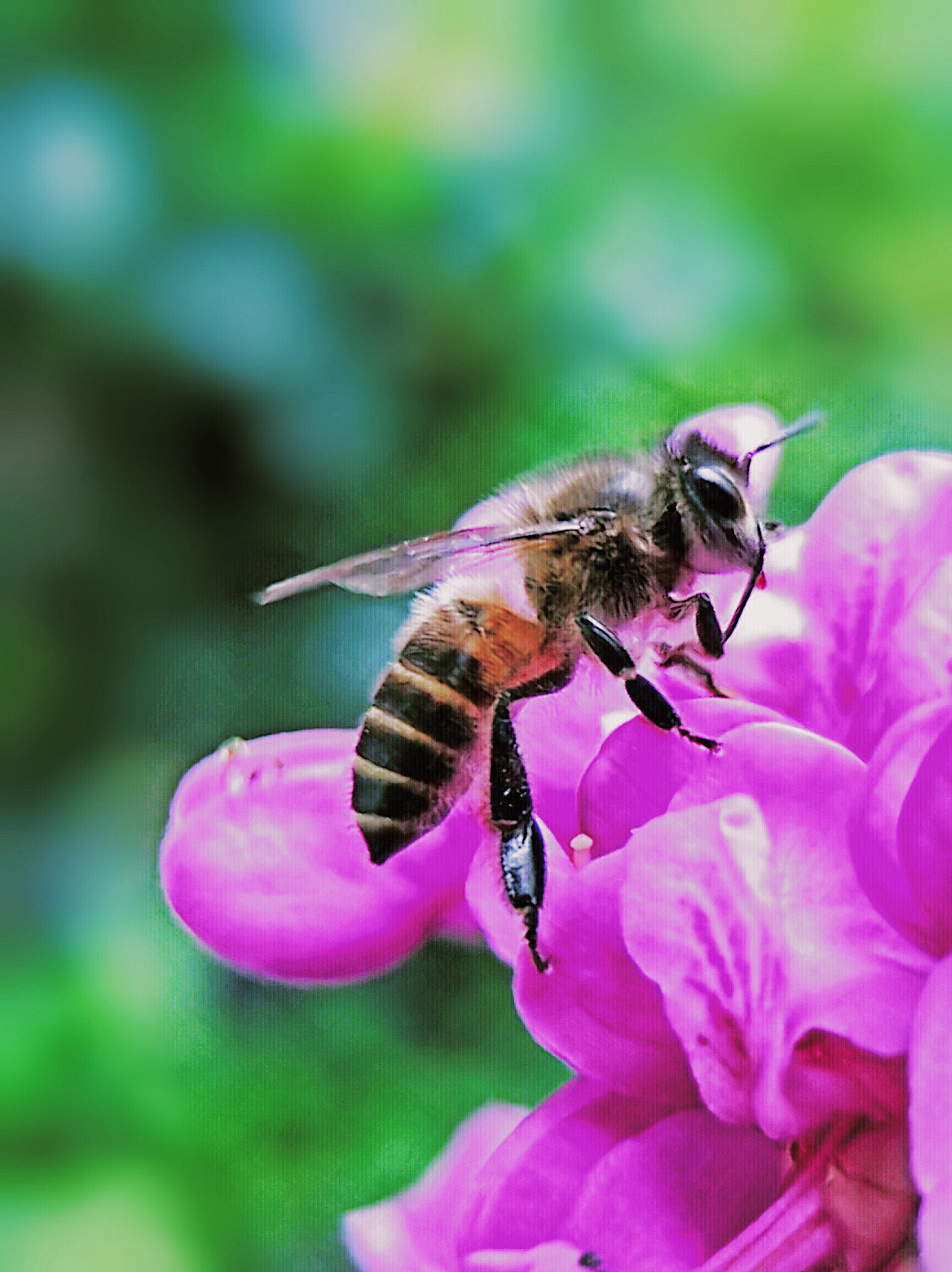 養(yǎng)中蜂的詳細(xì)技術(shù)方法(中蜂強(qiáng)群飼養(yǎng)的主要技術(shù)) 養(yǎng)中蜂的詳細(xì)技術(shù)方法(中蜂強(qiáng)群飼養(yǎng)的主要技術(shù))