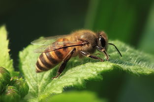 養(yǎng)中蜂的詳細(xì)技術(shù)方法(中蜂強(qiáng)群飼養(yǎng)的主要技術(shù)) 養(yǎng)中蜂的詳細(xì)技術(shù)方法(中蜂強(qiáng)群飼養(yǎng)的主要技術(shù))