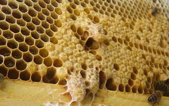 新手養(yǎng)蜂怎樣起王臺(tái)？（怎樣讓蜜蜂自己起王臺(tái)）