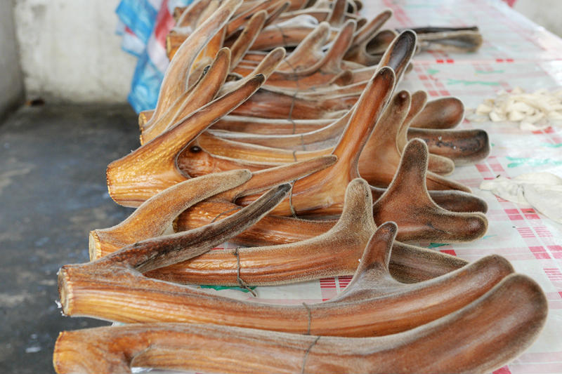 鹿角每年都會自然脫落，人類為何割鹿茸，而不是撿拾脫落的鹿角？