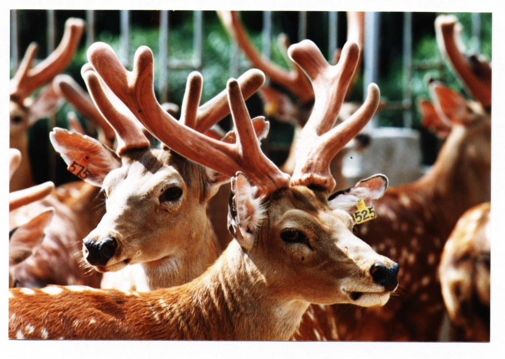 鹿角每年都會自然脫落，人類為何割鹿茸，而不是撿拾脫落的鹿角？