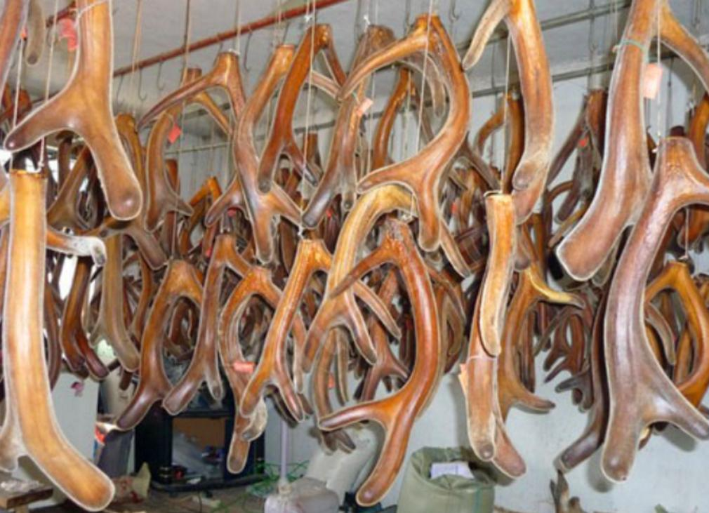 鹿角每年都會自然脫落，人類為何割鹿茸，而不是撿拾脫落的鹿角？