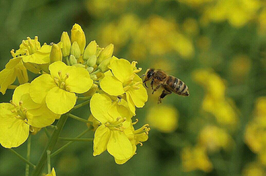 蜜蜂為什么要叫蜜蜂（蜜蜂的名稱(chēng)定義和物種介紹）