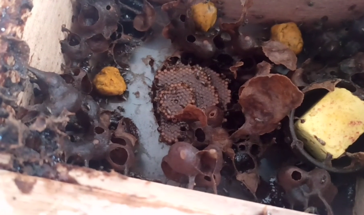 酸蜂有幾個(gè)品種（“酸蜂”是什么）