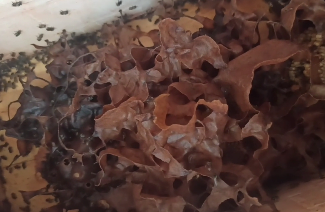 酸蜂有幾個(gè)品種（“酸蜂”是什么）