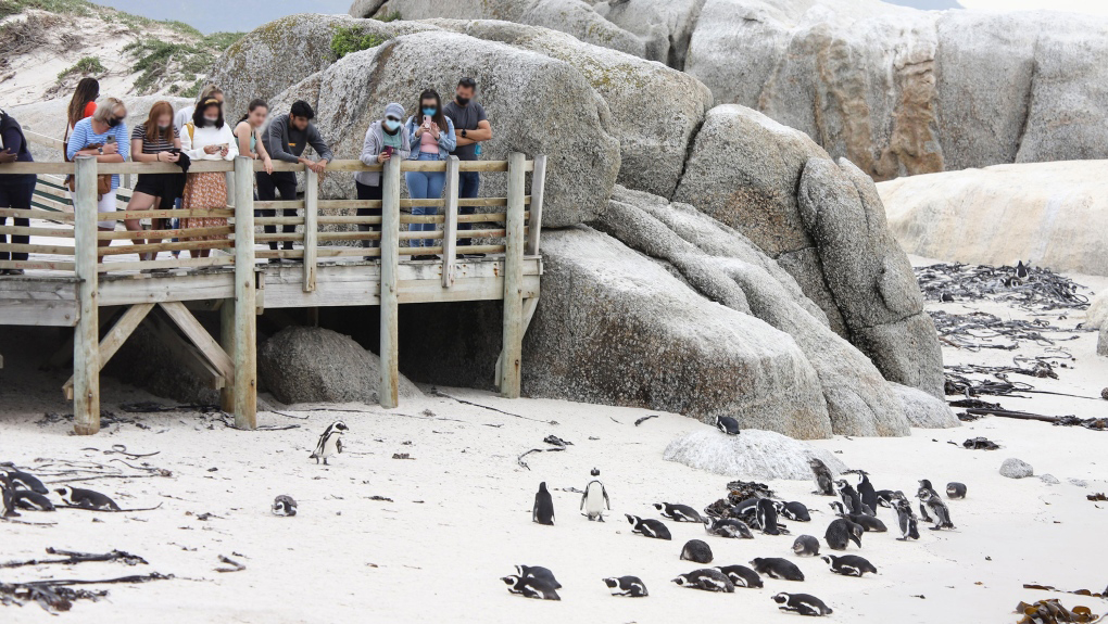 南非63只企鵝被蜜蜂蟄死，企鵝不是只在南極嗎？非洲也有？