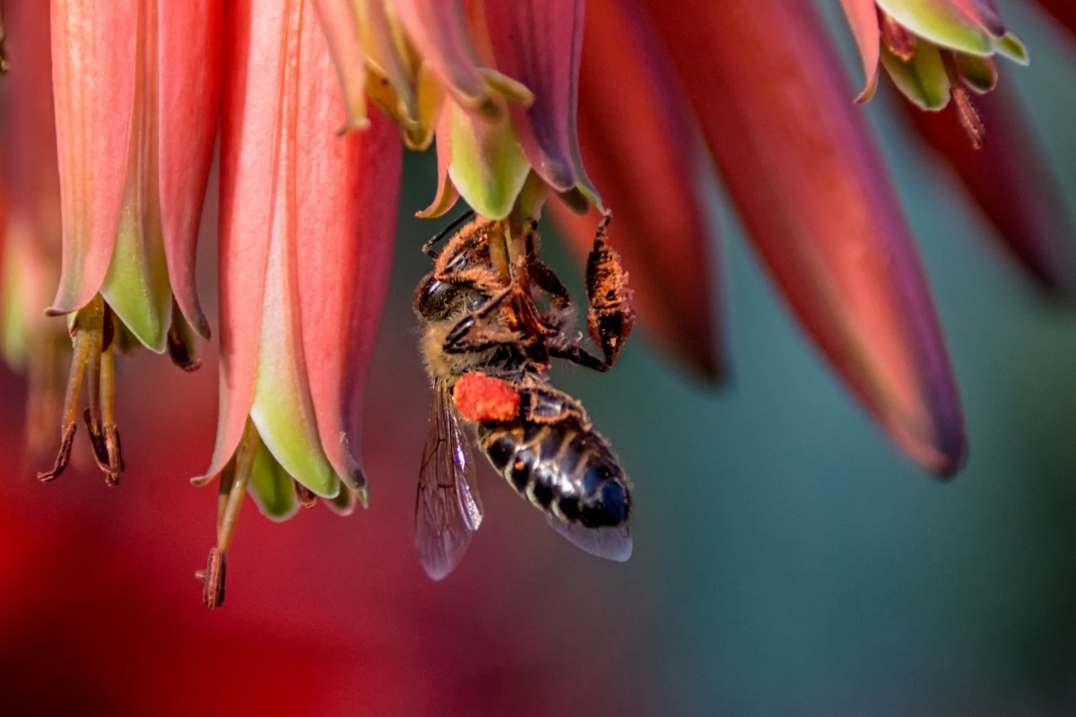 南非63只企鵝被蜜蜂蟄死，企鵝不是只在南極嗎？非洲也有？
