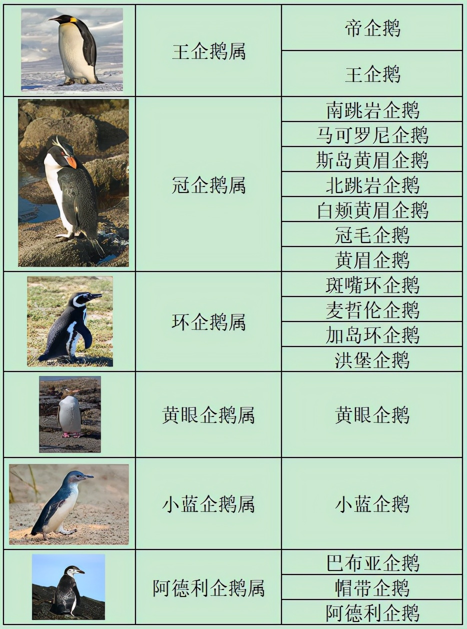 南非63只企鵝被蜜蜂蟄死，企鵝不是只在南極嗎？非洲也有？