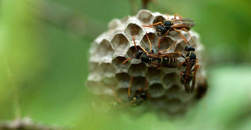 蜜蜂是怎么筑巢的？