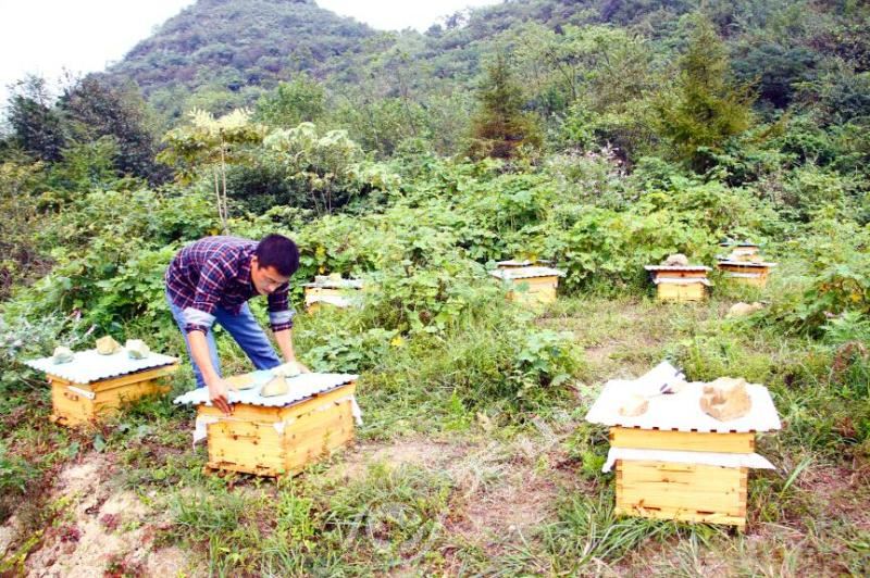 學養蜂需要多久能學成(新手怎么學養蜂) 學養蜂需要多久能學成(新手怎么學養蜂)