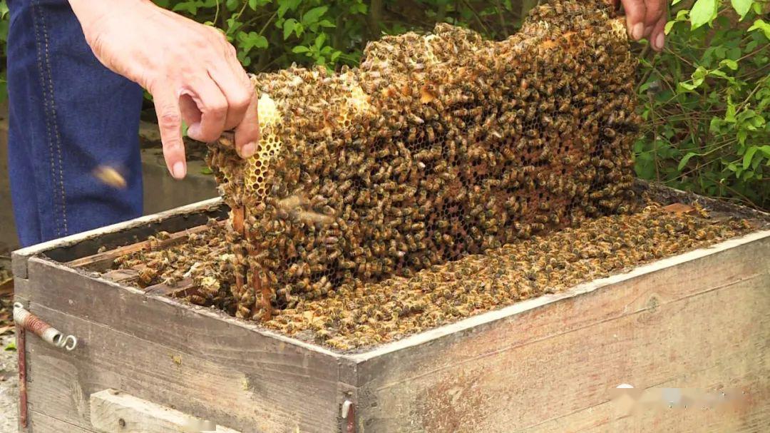 學養蜂需要多久能學成(新手怎么學養蜂) 學養蜂需要多久能學成(新手怎么學養蜂)