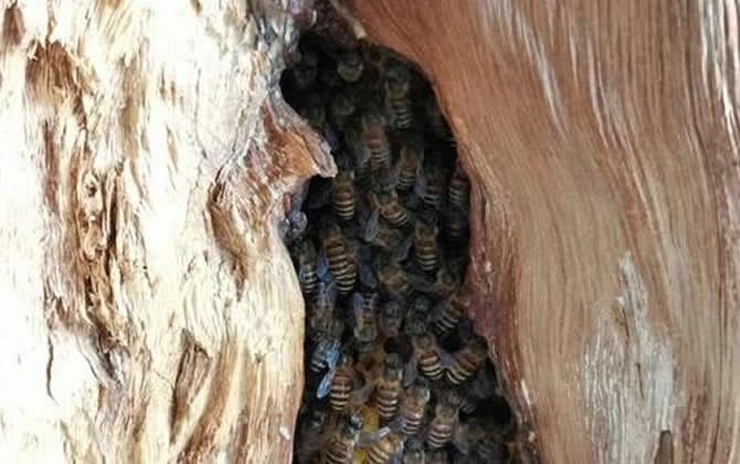 怎樣提高誘蜂箱的誘蜂力? 誘蜂箱