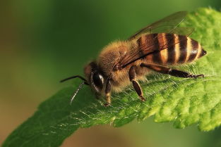 阿壩中蜂春季分蜂時(shí)間（中蜂什么時(shí)候分蜂 ）