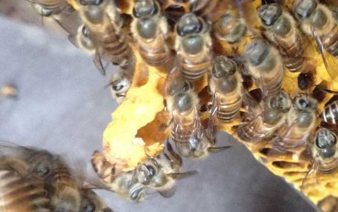 分蜂是老王走還是新王走（分蜂機制是什么）