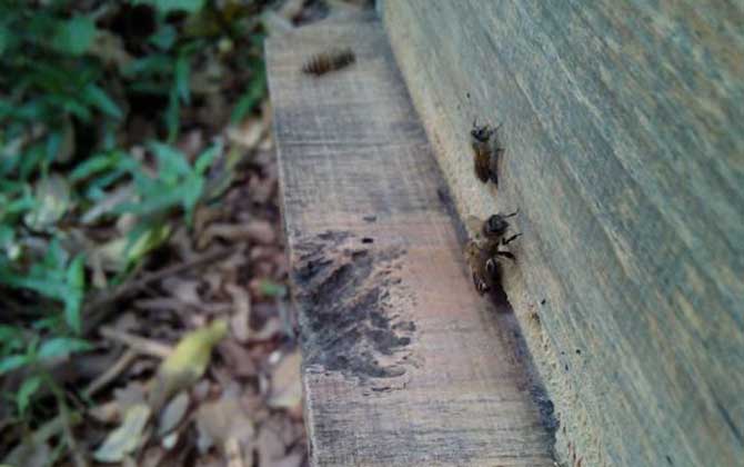 高手誘蜂絕招及注意事項(怎么誘蜂) 高手誘蜂絕招及注意事項(怎么誘蜂)