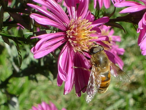 想養(yǎng)蜂從這些基礎做起（新手養(yǎng)蜂入門及注意事項）
