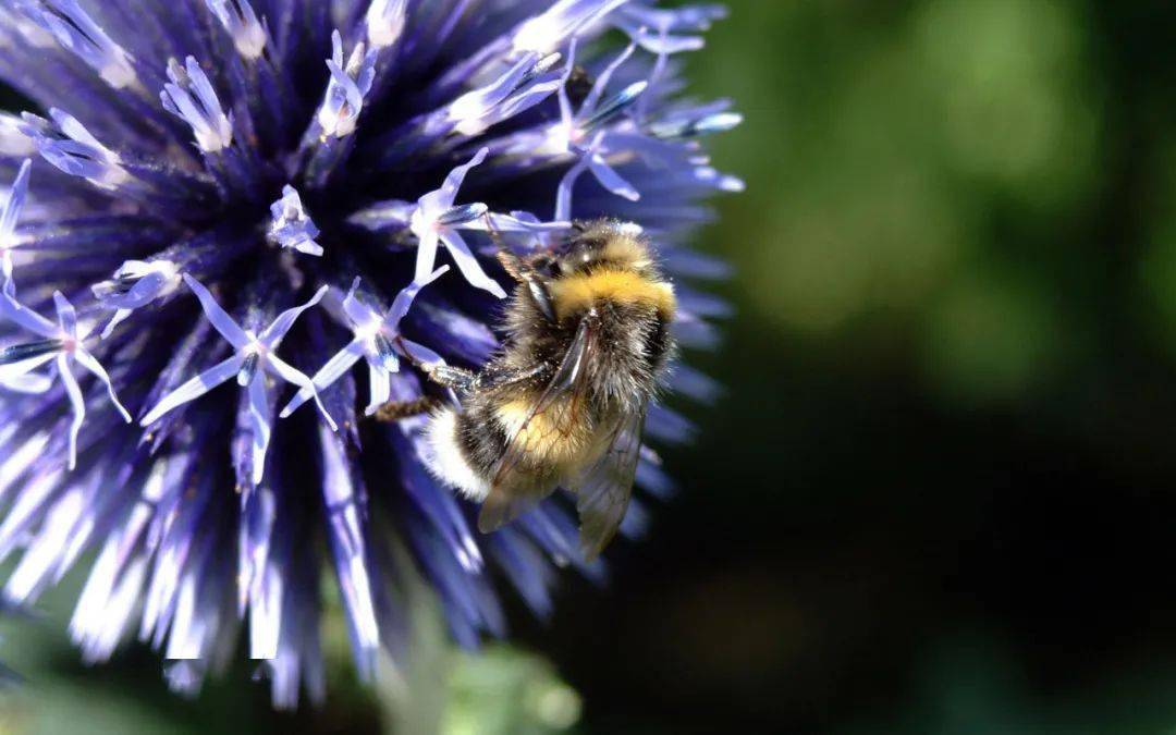 想養(yǎng)蜂從這些基礎做起（新手養(yǎng)蜂入門及注意事項）