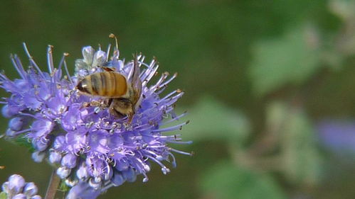 想養(yǎng)蜂從這些基礎做起（新手養(yǎng)蜂入門及注意事項）