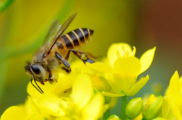 怎樣養(yǎng)蜂蜜蜂才不會飛走（預(yù)防蜜蜂逃跑的3大法寶）