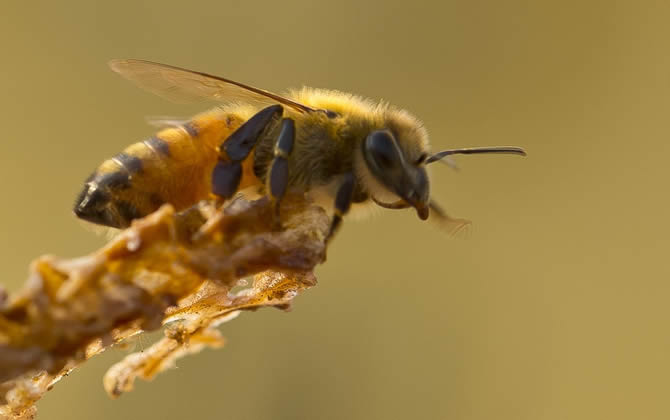 蜜蜂會發(fā)現(xiàn)蜂蜜沒有了嗎？