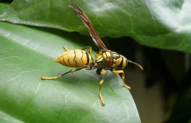 野外抓采集蜂的快速辦法(野外找蜂最快方法有哪些) 野外抓采集蜂的快速辦法(野外找蜂最快方法有哪些)