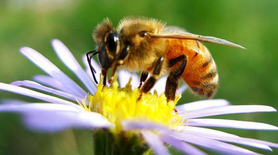 阿壩中蜂溫度在多少度就會(huì)起王臺(tái)（封蓋王臺(tái)需要的溫度是多少）