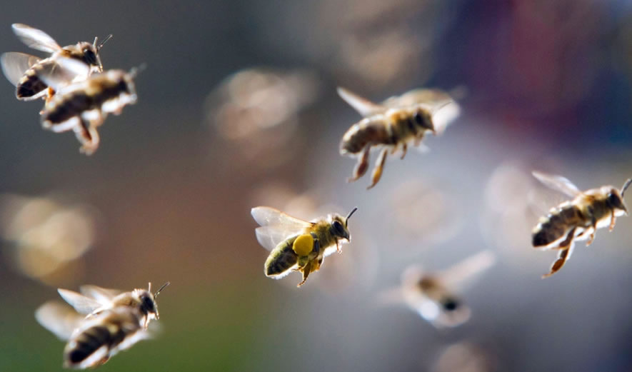 關(guān)于蜜蜂的知識有哪些？